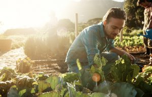 Shot of a young man working in an organic vegetable garden plot in the late afternoonhttp://195.154.178.81/DATA/i_collage/pu/shoots/785403.jpg
